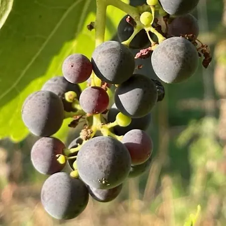 Сasa de vacaciones Ubytko